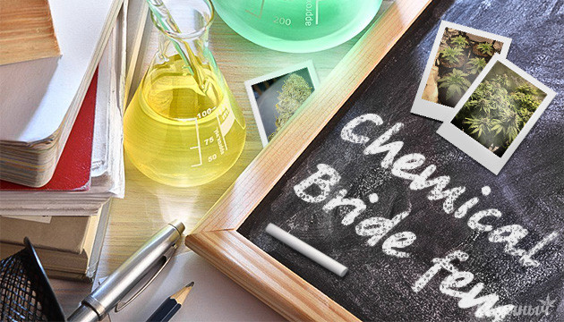 Гроурепорт сорта Chemical Bride от GHS