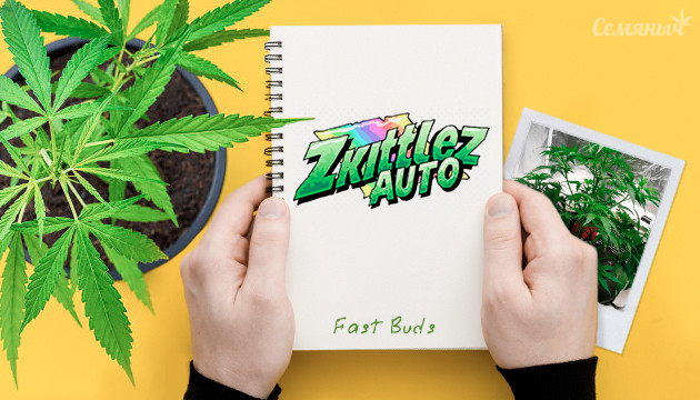 Гроурепорт сорта Zkittlez Auto от сидбанка FastBuds