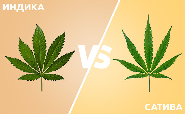 Индика и Сатива