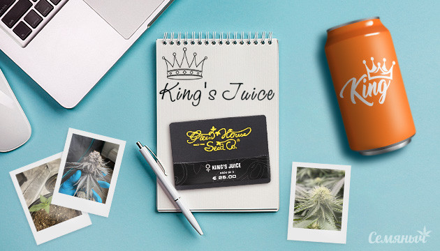 Гроурепорт сорта King's Juice от Green House Seeds