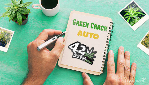 Гроурепорт сорта Green Crack Auto