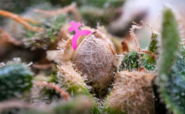 Феминизированные семена конопли