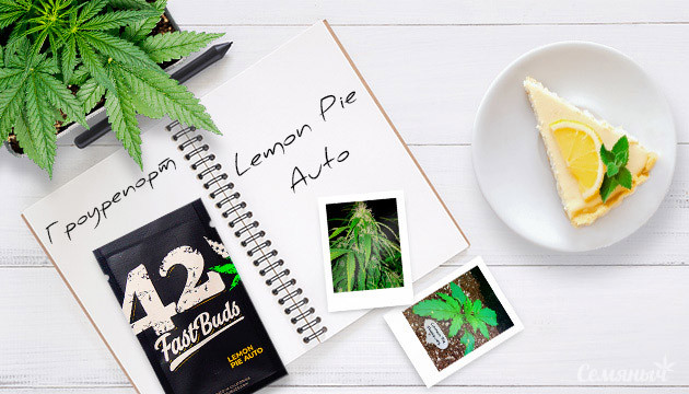 Гроурепорт сорта Lemon Pie Auto